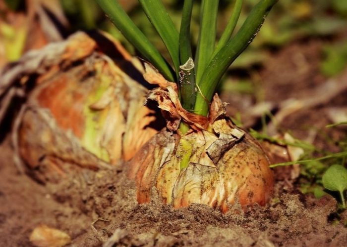 luk.pagespeed.ce_.esgztRn2hL