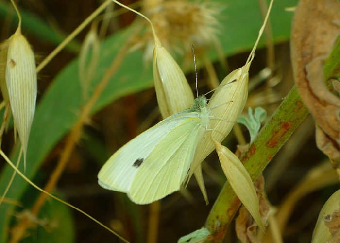 mimicry-butterfly-pieris-brassicae-preview